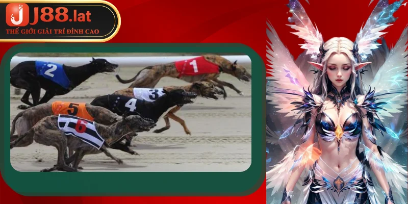 Những kiểu cá cược đua chó mà nhiều bet thủ lựa chọn